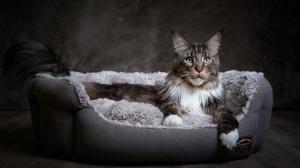 Des Neiges D'iroise, levage de Maine Coon