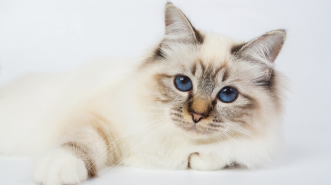 Birman