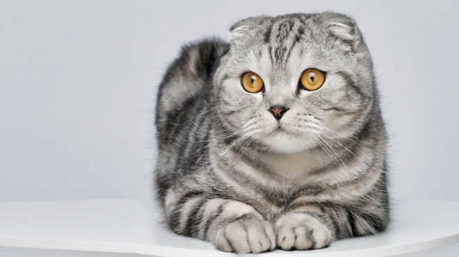 Scottish fold