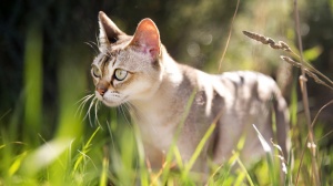 Acheter un chat Singapura adulte ou retrait d'levage