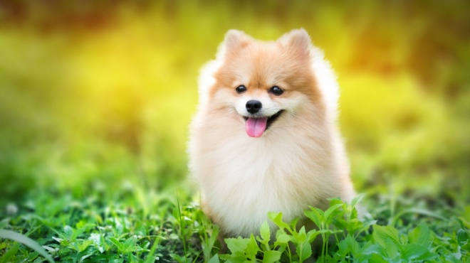 Pomeranian