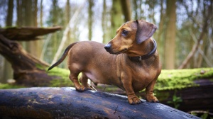 Annonces de reproducteurs de race Teckel de chasse au lapin poil ras