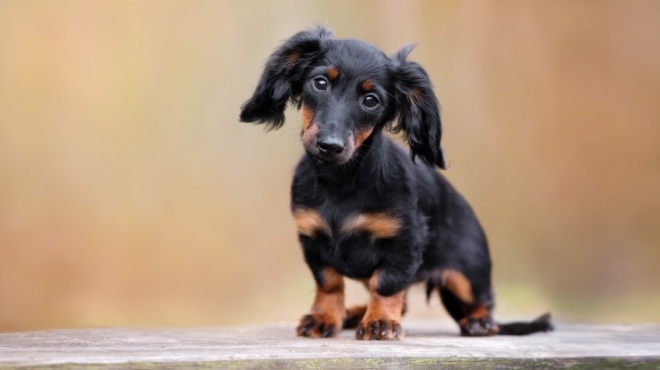 Teckel Kaninchen Poil Long