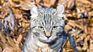 Adopter un chaton Highland lynx