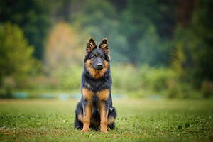 Adopter un chiot Chien de berger de bohme