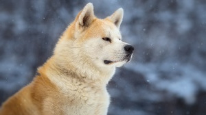 Go Itsukushima, levage d'Akita Inu