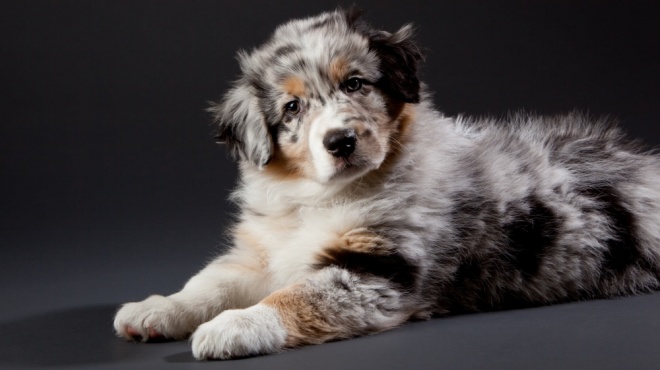 Australian Sheperd