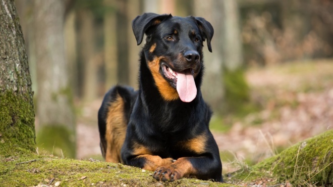 Beauceron