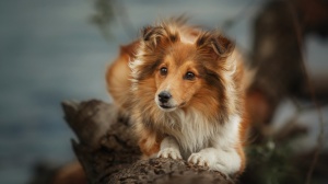 Des Terres De Bourguenailles, levage de Chien De Berger Des Shetland