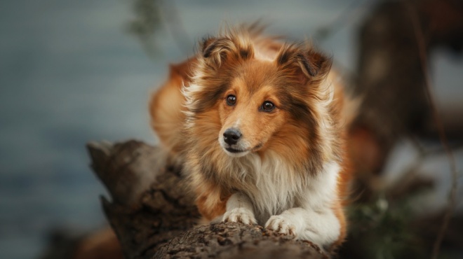 Sheltie