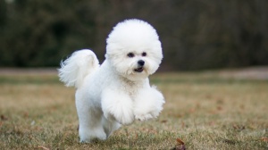 Du Royaume Des 4 Pattes, levage de Bichon  Poil Fris