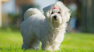 In The Purple Moon, levage de Bichon Maltais