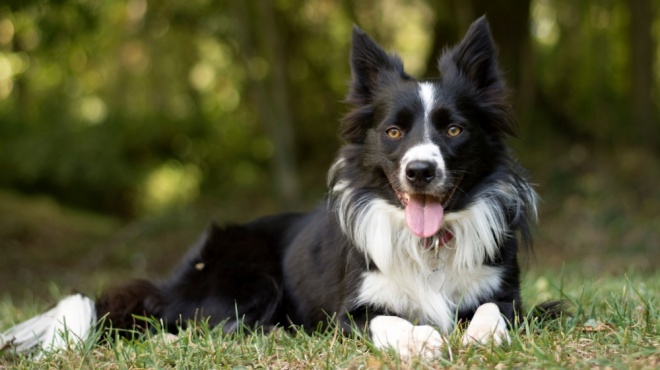 Border Collie