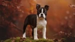 fiche de race du Boston terrier