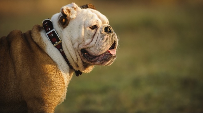 Bulldog anglais : caractère, éducation, santé