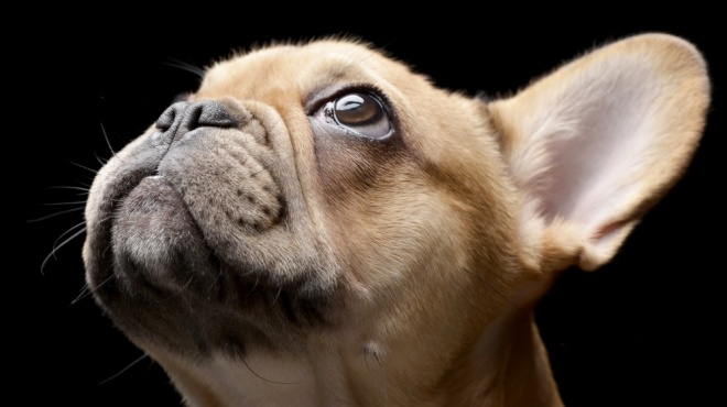 Prix D Un Bouledogue Francais De Race