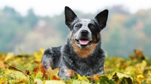 De La Tanire De La Loupiote, levage d'Australian Cattle Dog