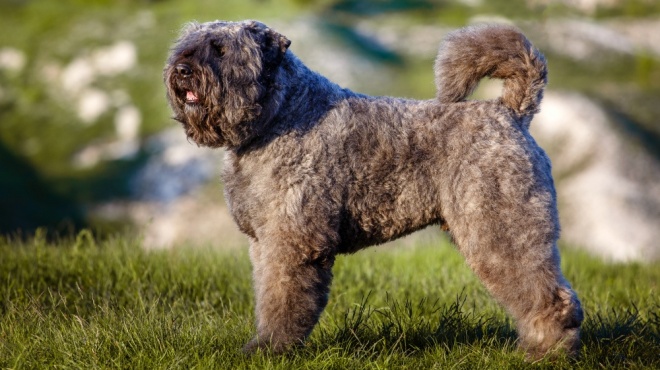 Bouvier des flandres