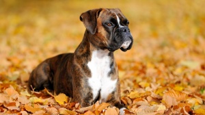 Acheter un chien Deutscher boxer adulte ou retrait d'levage
