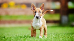 De La Gazo, levage de Bull Terrier Miniature