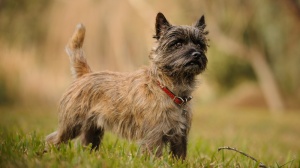 Le Banc Des Hermelles, levage de Cairn Terrier