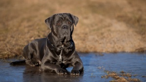 Des Sentinelles De Reveden, levage de Chien De Cour Italien