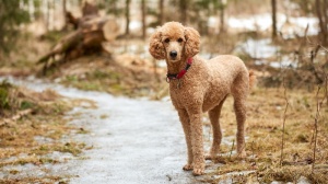 De Yupendi, levage de Caniche Moyen