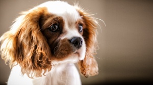  Zoo De Matisse, levage de Cavalier King Charles Spaniel