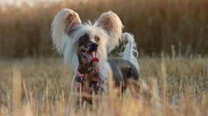 Du Mont De La Chenaie, levage de Chien Chinois Nu  Crte