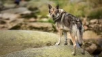 fiche de race du Chien-loup de saarloos