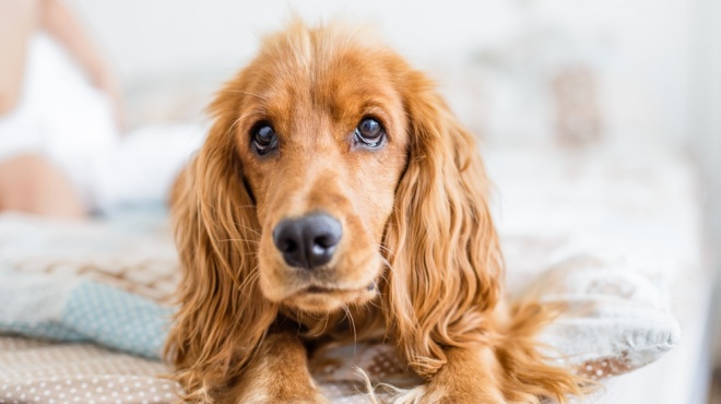 English cocker spaniel