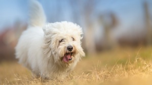 Sagacity, levage de Coton De Tulear