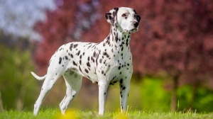 Élevages de Dalmatien