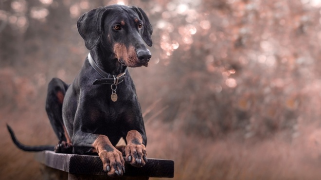 Dobermann Origine Description Caracteristiques Education Prix Sante Elevages Petites Annonces Standard De Race Et Photos