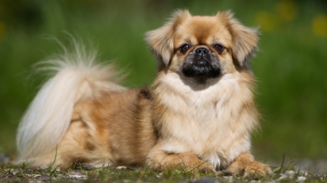 Tibetan spaniel