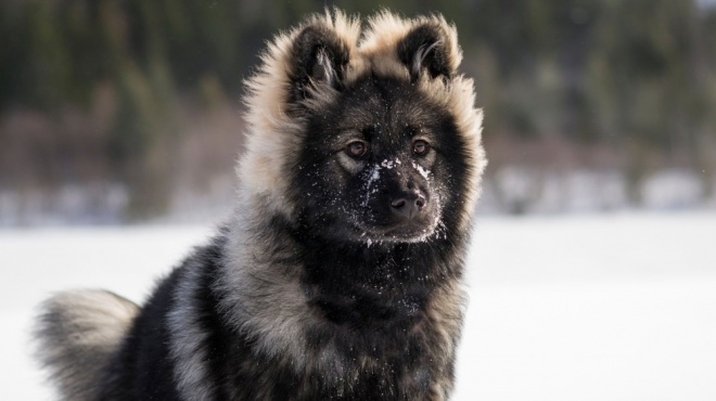 Eurasier