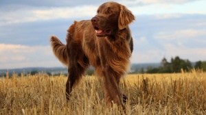 Elevages de Flat coated retriever