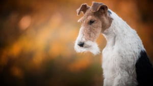 Élevages de Fox terrier (wire)