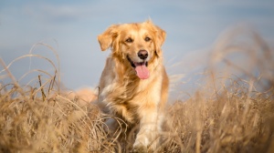 Du Cros De L'estang, levage de Golden Retriever