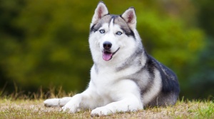 Le Jardin D'entre L'eau, levage de Husky Siberien