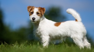 En Cours, levage de Jack Russell Terrier