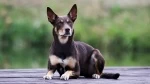 fiche de race de l'Australian kelpie