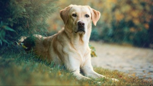 , levage de Labrador Retriever