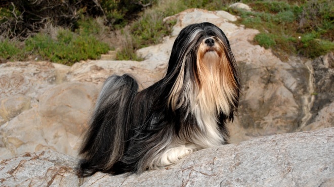 Lhassa apso