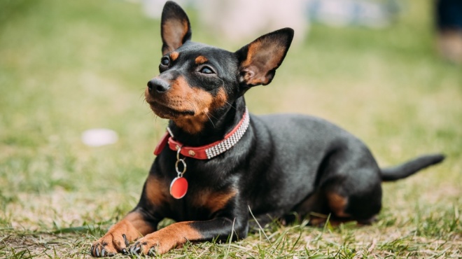 Pinscher Nain