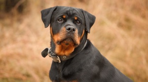 Sans Affixe, levage de Rottweiler