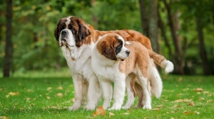 , levage de Saint-bernard Poil Long