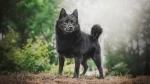 fiche de race du Schipperke