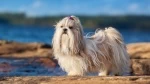 fiche de race du Shih tzu