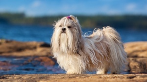 La Ferie Des Lionnes Des Neiges, levage de Shih Tzu